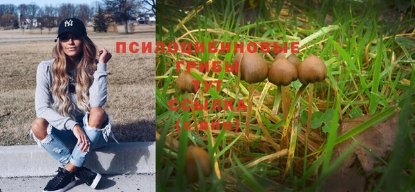 хмурый Белокуриха